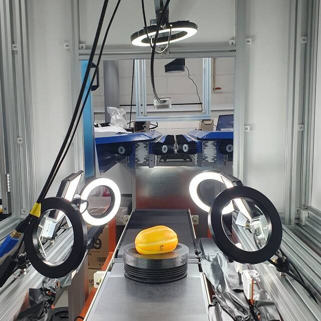 카메라 5대가 전후좌우와 위 등 5개 방향해서 참외를 촬영하고 있다. 촬영된 참외는 3차원(3D)영상으로 복원돼 기형 여부가 판별된다. 농촌진흥청