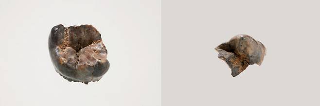 공주 왕릉원 2호분 출토 어금니