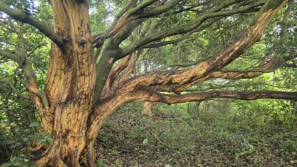 제주도 서귀포시 표선면 성읍리 한 임야에 있는 후박나무가 박피가 불법으로 벗겨진 채 서 있어 고사할 수도 있다는 지적이 나오고 있다. 제주자연의벗 제공