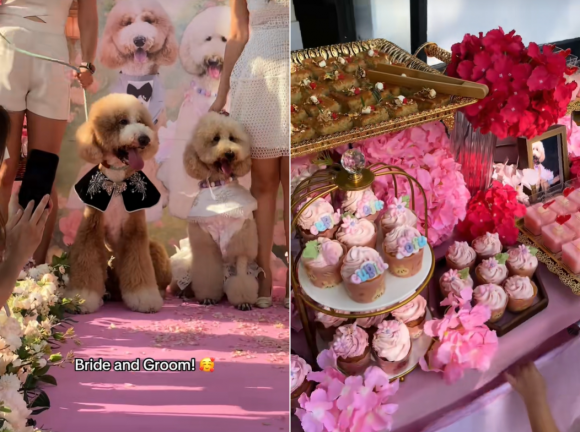 지난 14일(현지시간) 싱가포르에서 열린 푸들 커플의 결혼식이 틱톡에서 화제를 모았다고 현지 매체 스트레이츠타임스가 전했다. 틱톡 계정 ‘baconlee.puipui’ 캡처