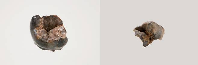 공주 왕릉원 2호분 출토 어금니 [국립부여문화유산연구소 제공. 재판매 및 DB 금지]