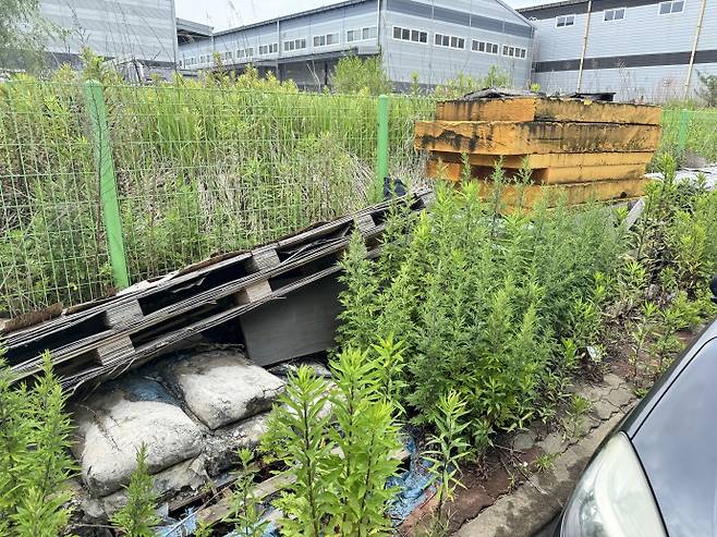 16일 찾은 광주광역시 광산구 진곡산업단지 내부 도로. 빗물이 고인 인도 가장자리엔 잡초가 무성하게 자라 있었다. 전봇대 아래 좁은 공간마다 잡초가 빽빽하게 들어찼고, 일부 구간엔 민들레와 이름 모를 들풀이 사람 키에 육박할 정도로 자라났다. /임지섭 기자 ljs@namdonews.com