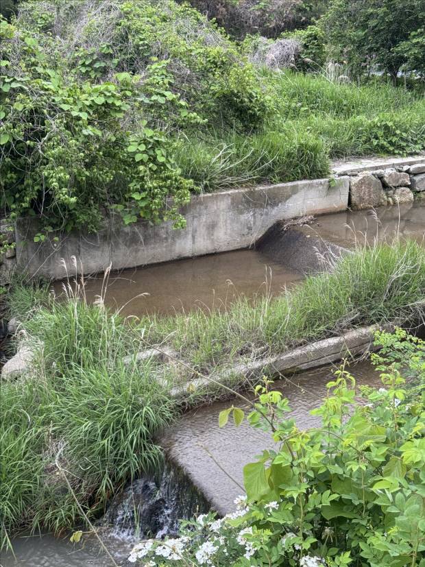 구례군 산동면 계천리1어도 내 수풀이 빼곡히 차있는 모습이다.