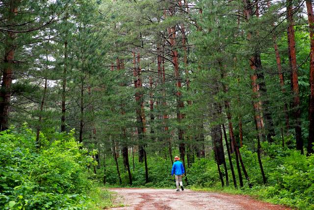 금강소나무 숲길 모습. 울진군 제공