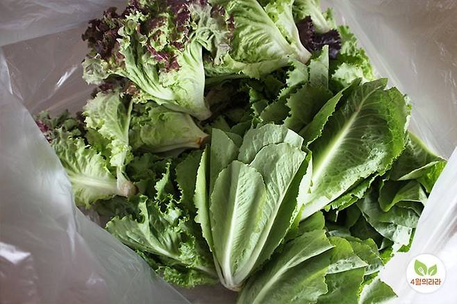 유럽피안샐러드채소