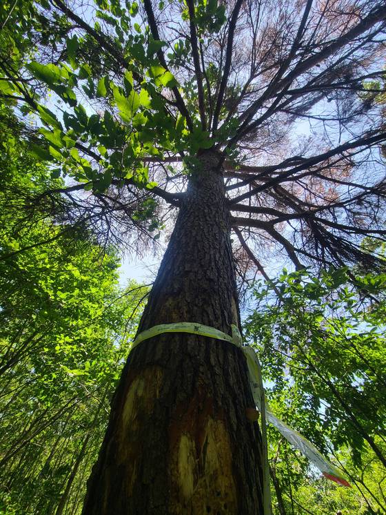 강원 강릉시에서 확인된 소나무재선충병 감염목. 나무가 붉게 시들어 말라 죽어 있다.〈사진=강원특별자치도청 제공〉