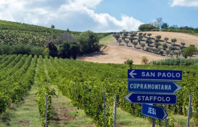 이탈리아 동북부 마르케, 아브루초 지역의 와이너리인 ‘우마니 론끼’는 지난해 이탈리아의 미쉐린 가이드라 불리는 ‘감베로 로소’가 선정한 이탈리아 최고 와이너리로 뽑혔다. 우마니 론끼 홈페이지