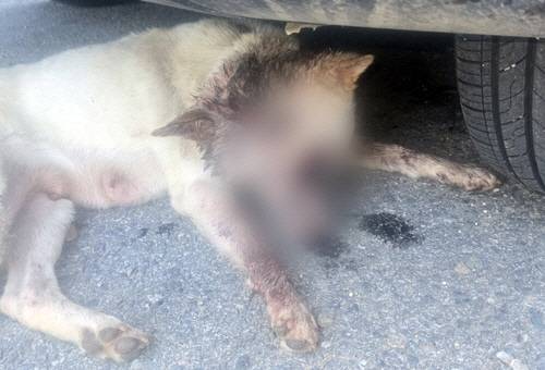 발견 당시 피를 흘리고 있는 진돗개[견주 제공=연합뉴스]