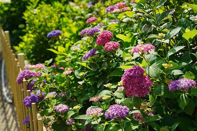 DSC02952.JPG (스압) 간사이 여행 사진