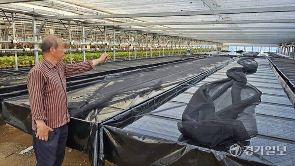용인시 처인구 남사읍 봉명리의 한 농원에서 안스리움을 기르는 박주연씨가 보험에 들지 않고 자비로 시설을 복구한 현장에 관해 설명하고 있다. 송상호기자