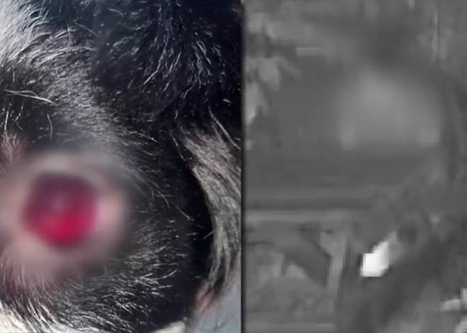 거제에서 20대 남성들(우)이 비비탄 총을 쏴 개가 다친 모습(좌)[JTBC]