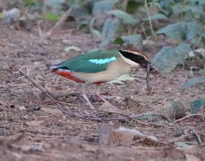 [광주=뉴시스]  광주 민간공원특례사업지 일대인 한새봉에서 먹이 활동하는 천연기념물이자 멸종위기종 2급인 팔색조. (사진=광주환경운동연합 제공) 202.06.18. photo@newsis.com *재판매 및 DB 금지