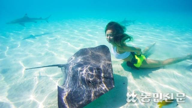 스쿠버 다이빙 장비 없이 물속을 헤엄치며 가오리와 교감하는 최씨.
