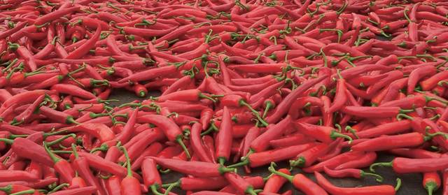 홍고추는 이산화염소를 이용한 스마트 세척을 하면 잔류농약이 73%까지 줄어든다.