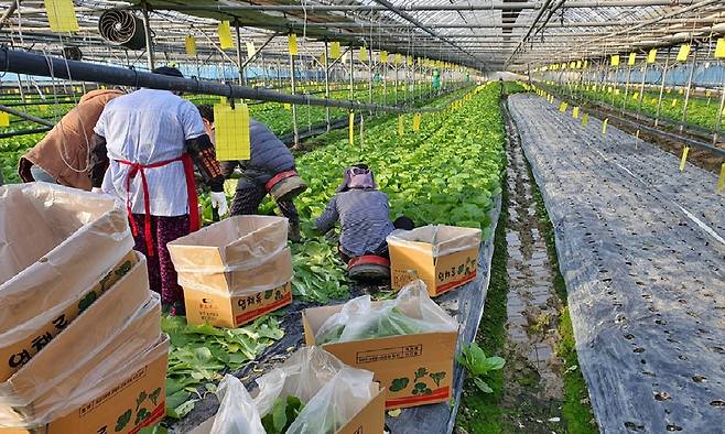 전북 익산시 한 농가 비닐하우스에서 외국인 계절근로자들이 엽채류 수확작업을 하고 있다. 전북도 제공