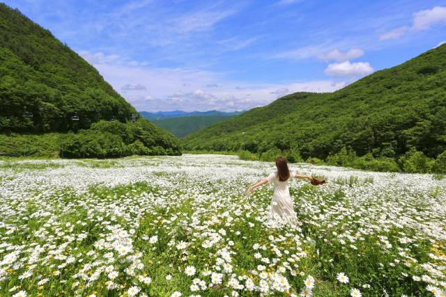 강원랜드 하이원리조트의 샤스타데이지 군락지. 사진 제공=강원랜드