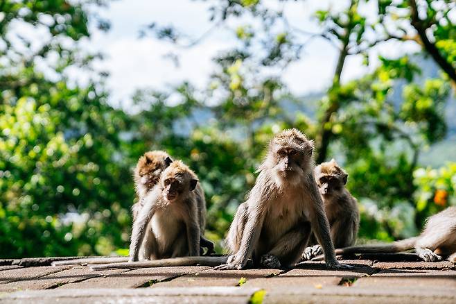 발리 우붓 지역 대표 명소 몽키 포레스트. 사진제공|팜투어