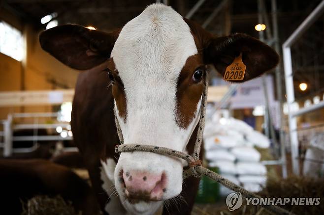 우루과이 축산 박람회장의 소 [EPA 연합뉴스 자료사진. 재판매 및 DB 금지]