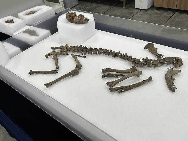 경주 월성에서 찾은 개의 모습      (경주=연합뉴스) 김예나 기자 = 지난 11일 경북 경주시 신라월성연구센터 숭문대에서 공개된 월성 출토 개 뼈 모습. 국립경주문화유산연구소는 3세기 사로국 시기에 의례를 지내며 묻은 것으로 추정되는 개 뼈를 중심으로 월성 출토 개의 유전자를 분석하고 연구할 예정이다. 2025.6.18
    yes@yna.co.kr