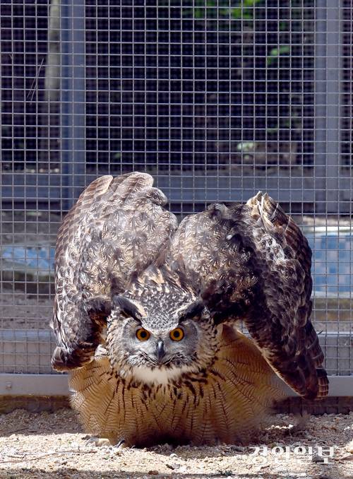 조류계류장에서 재활치료를 받고 있는 수리부엉이(천연기념물 324-2호)가 사람을 보자 날개를 치켜올리며 경계를 하고 있다. 사진/김용국기자 yong@kyeongin.com