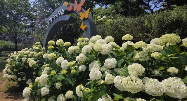 경남 김해시 수안마을 주민들은 오는 20~22일 ‘제8회 수안수국정원축제’를 연다. 사진은 지난 18일 찍은 축제 행사장 모습. 이경민 기자