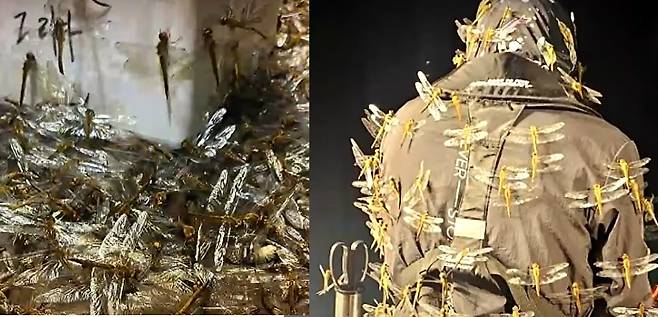 최근 제주 앞바다에 수천 마리의 된장잠자리 떼가 몰려들었다. /JIBS 유튜브 캡처