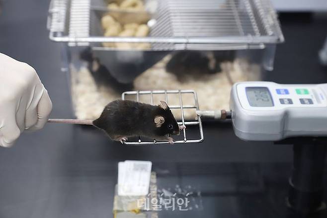 마우스의 근육의 힘(grip strength)을 측정하는 실험모습. ⓒ한국생명공학연구원