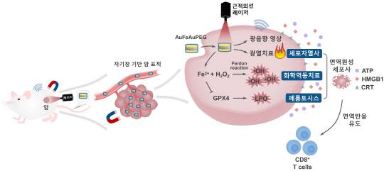 표준연은 암 진단부터 치료, 면역 반응까지 유도하는 '다기능성 나노물질'을 개발했다. 사진은 '다기능성 나노물질'의 치료 플랫폼 모식도. 표준연 제공