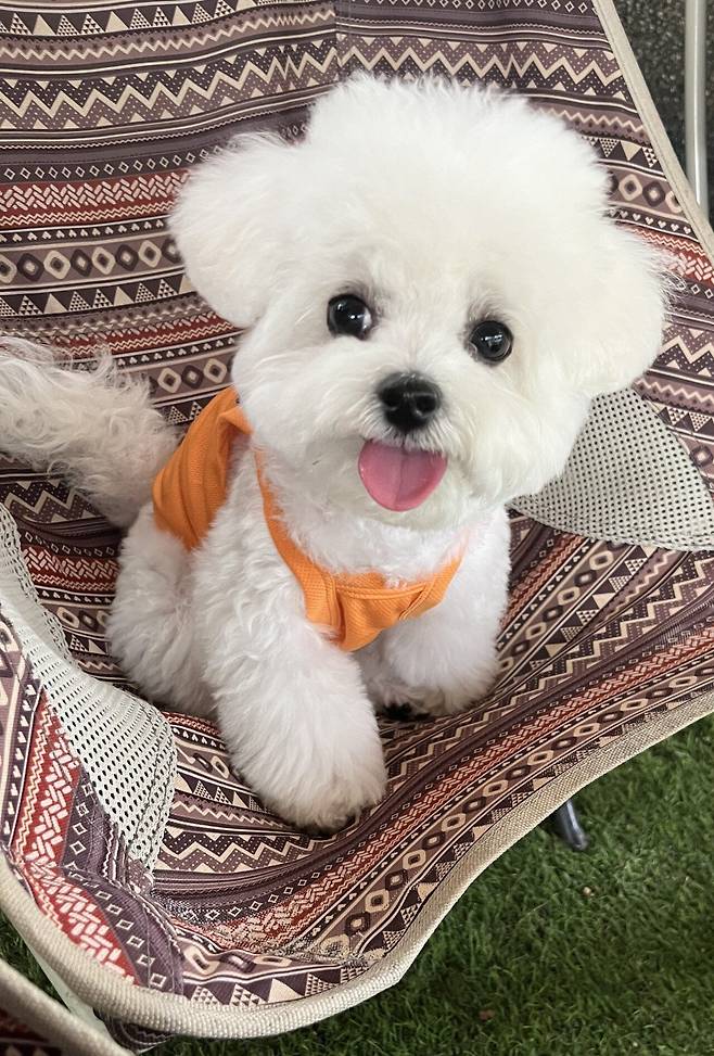 IMG_2459.jpeg 강아지 미용해따! 오똔대