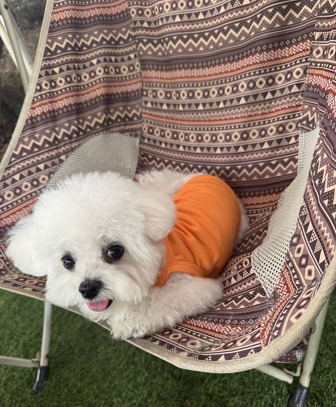 IMG_2454.jpeg 강아지 미용해따! 오똔대