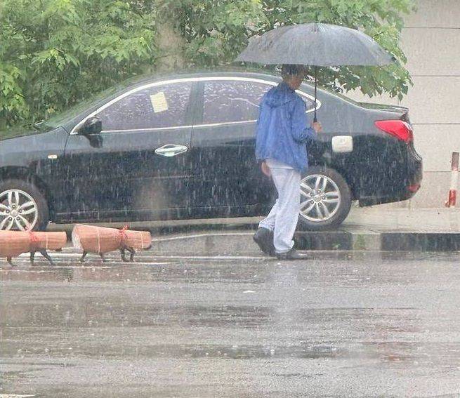 우비입은 강아지들이 주인의 뒤를 따르고 있다.