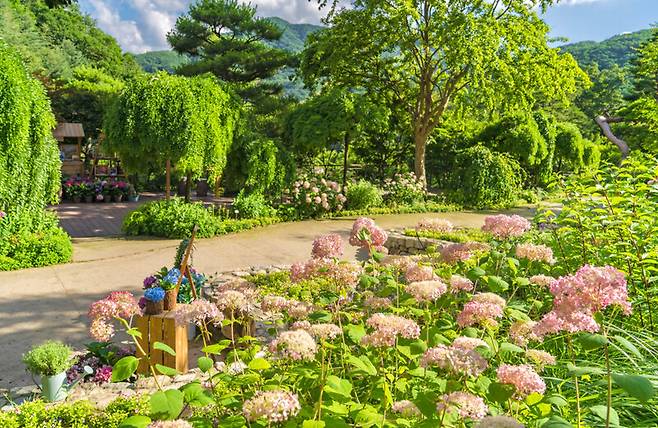 8월 말까지 ‘여름 수국 축제’를 여는 곤지암리조트와 화담숲의 수국. 곤지암리조트 제공