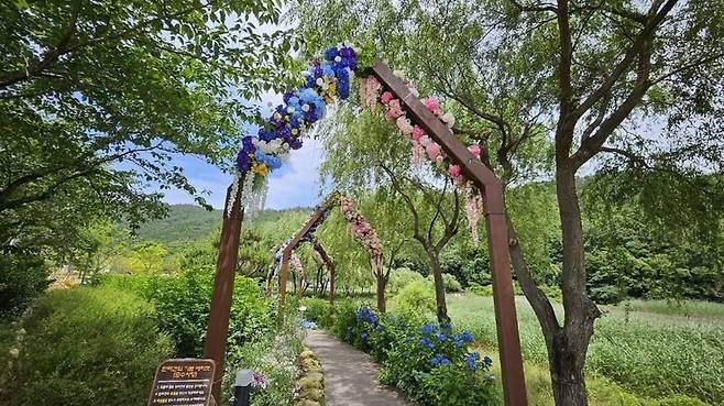 ‘2025 강진 수국길 축제’에서 펼쳐질 수국 여행 풍경. 한국관광공사 제공