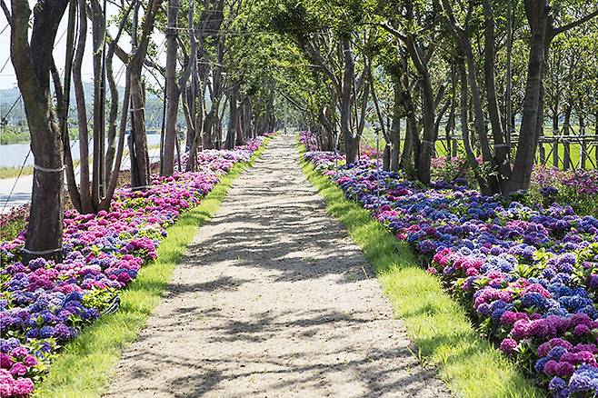 ‘2025 신안 도초도 섬 수국 축제’에서 펼쳐질 풍경. 신안군청 제공