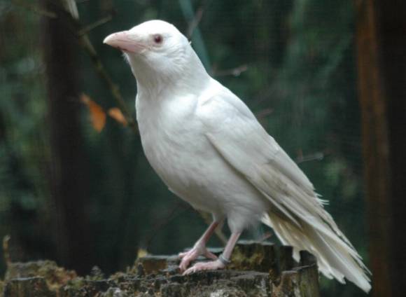 한국에서도 흰 까마귀가 종종 발견된다. 사진은 흰 까마귀로, 본 기사 내용과 무관. [사진=X 갈무리 ]