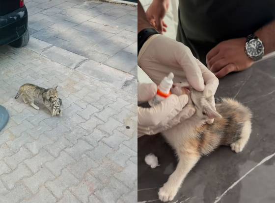 아픈 새끼 고양이를 입에 물고 직접 동물병원에 데려가는 어미 길고양이 모습(왼쪽)과 동물 병원에서 치료 받는 새끼 고양이 모습. 사진 병원 인스타그램 캡처