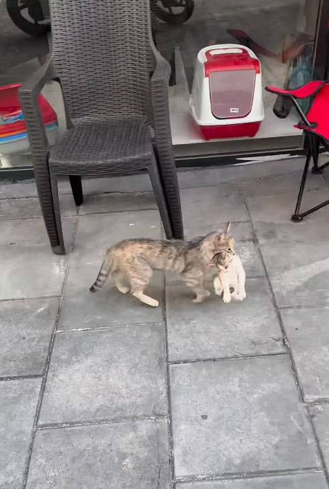 치료가 끝난 새끼 고양이를 물고 돌아가는 어미 고양이. 사진 병원 인스타그램 캡처