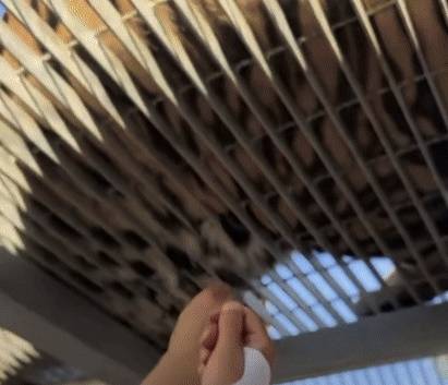 중국의 한 동물원에서 단체 관광객들이 호랑이 털을 뽑는 사건이 발생했다. SNS 캡처