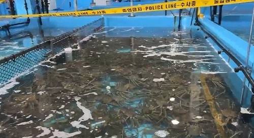 ▲ 경찰이 압수한 대게와 킹크랩 [동해경찰서 제공=연합뉴스]