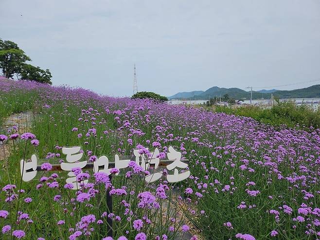 신안군 퍼플섬에 식재된 버들마편초 꽃밭 / 사진=신안군 제공