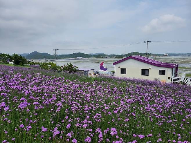 신안군 퍼플섬에 식재된 버들마편초 꽃밭 / 사진=신안군 제공