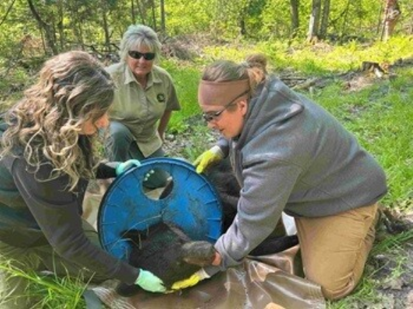 곰을 마취한 뒤 곰 목에 걸린 뚜껑을 잘라내고 있다. [사진 = WXYZ-TV]