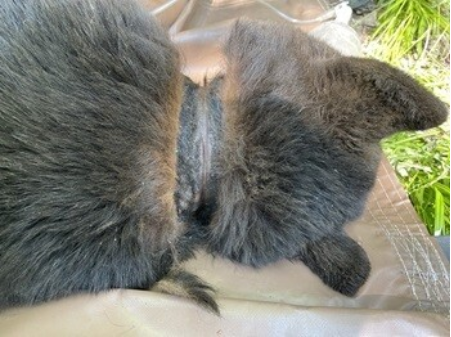 곰 목에 생긴 상처. [사진 = DNR]