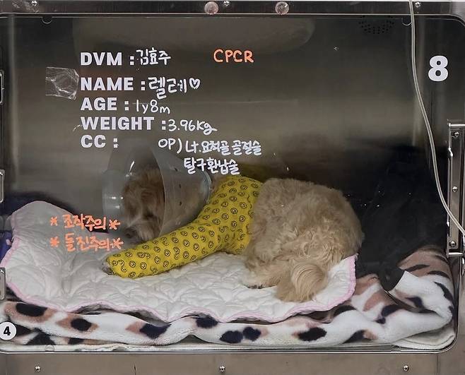 배우 한예슬이 반려견의 낙상 사고 이후 상황을 밝혔다. /사진=한예슬 SNS