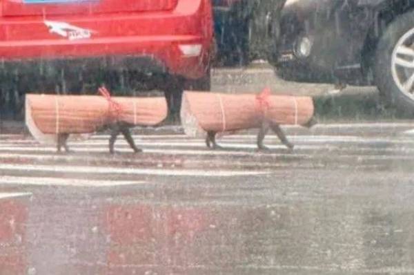 궂은 날씨에도 산책 하고 싶은 강아지를 위해 견주가 특별한 우비를 선물했다. 사진은 견주가 만들어준 특별한 우비를 입은 강아지 두 마리가 산책하는 모습. /사진=온라인 커뮤니티 캡처