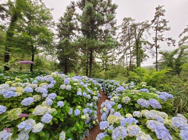 수국축제./사진=전남도