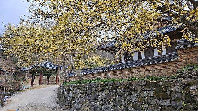 3월에 핀 공양간 담장의 노란 산수유