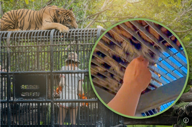 최근 중국 랴오닝성 다롄의 한 사자·호랑이 사육원에서 일부 관람객들이 철망 사이로 호랑이 털을 강제로 뽑아가는 영상이 공개돼 논란이 일고 있다. [도우인]