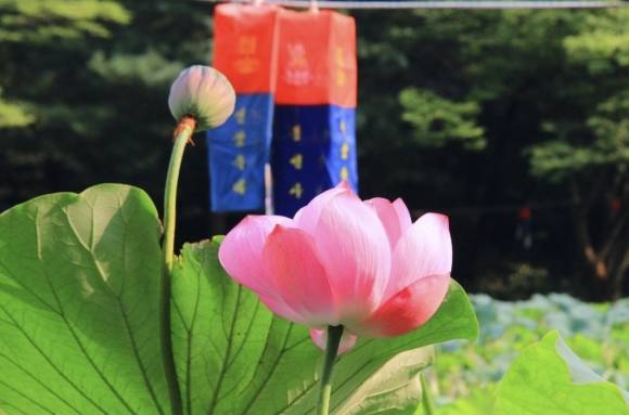 연꽃 축제로 유명한 봉선사. 대한불교조계종 사회복지재단 제공.