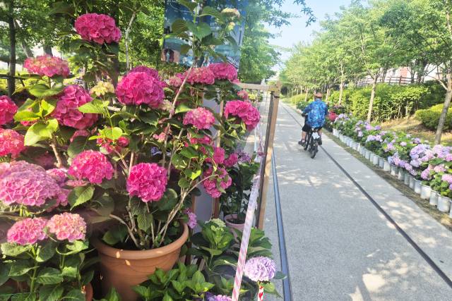 18일 경북 포항시 남구 대이동 철길숲에 수국이 활짝 피어 있다. 포항시는 약 2주간 이곳에서 '수국수국' 정원을 운영한다. 포항=연합뉴스